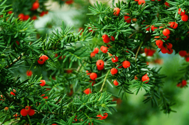 红豆杉开花图片欣赏图片