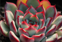 花月夜图片大全！带你认识美丽的花月夜！