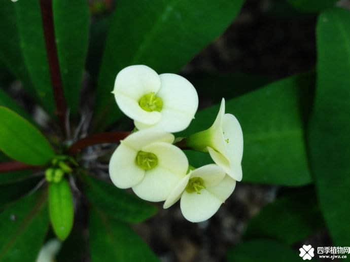 白花虎刺梅timg.jpg