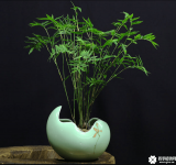 凤尾竹盆景图片大图！凤尾竹盆景高清图片大图！