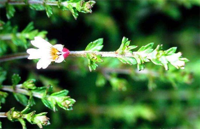 小米草的种植方法 小米草种植