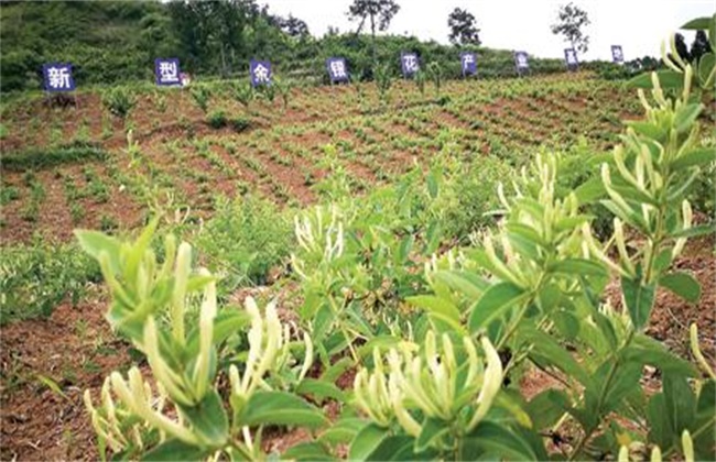 金银花高产施肥技术