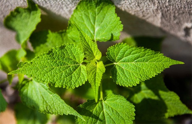 藿香的种植方法 藿香种植