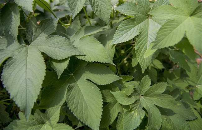 葎草种植技术 葎草种植 葎草