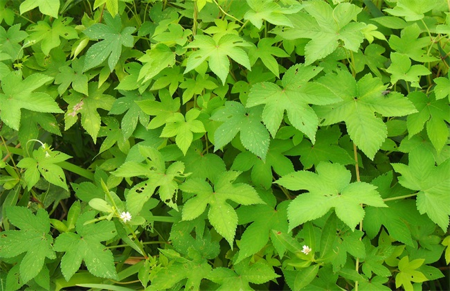 葎草种植技术 葎草种植 葎草