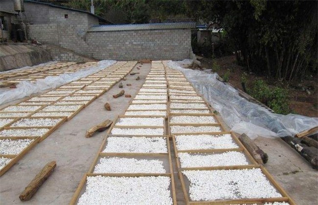茯苓 茯苓采收 茯苓加工