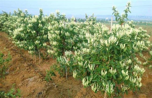 金银花 种植条件 生长环境