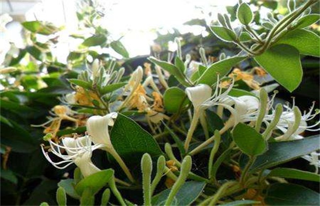 金银花 种植条件 生长环境