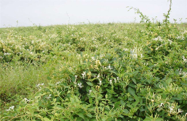 金银花 种植条件 生长环境