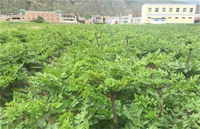柴胡疏肝散副作用禁忌_红柴胡和北柴胡柴胡疏肝散_加减柴胡疏肝散