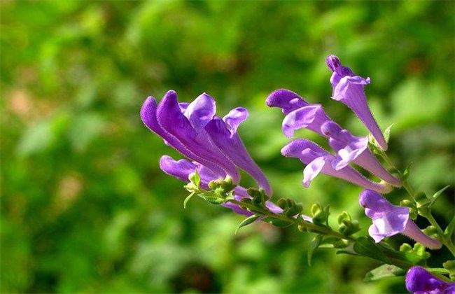 黄芩 种植 技术