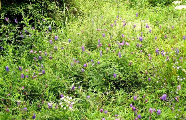 苜蓿 种植管理 技术要点