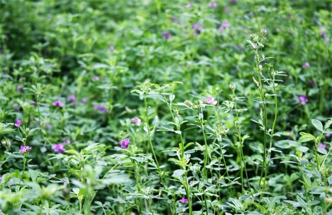 苜蓿 种植管理 技术要点