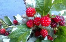 野草莓种植该怎么管理