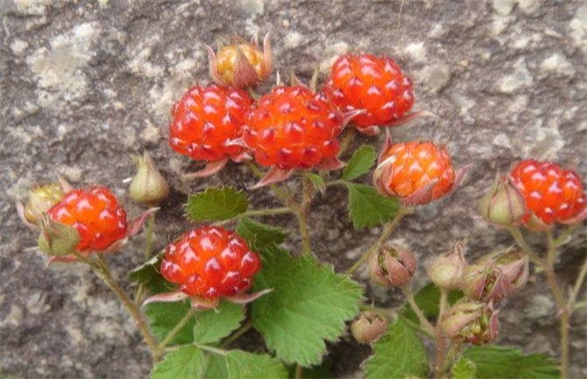 野草莓 种植 怎么管理