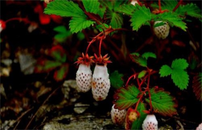 野草莓 种植 怎么管理