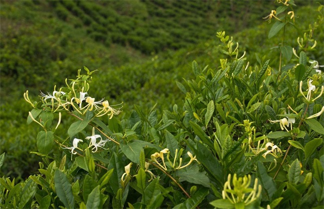 金银花 种植 技术