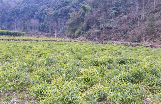 黄精 田间管理 要点