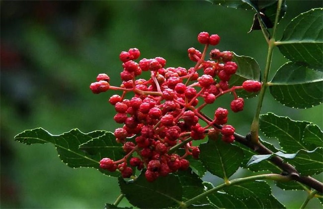 花椒 施肥 技术