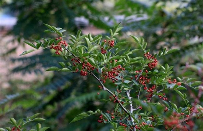 花椒 施肥 技术