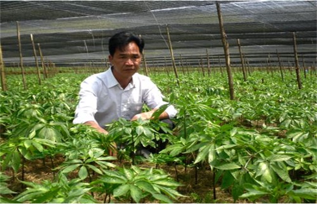 田七种植注意事项