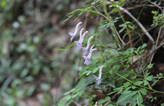 夏天无的种植技术