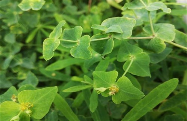 甘遂的种植技术
