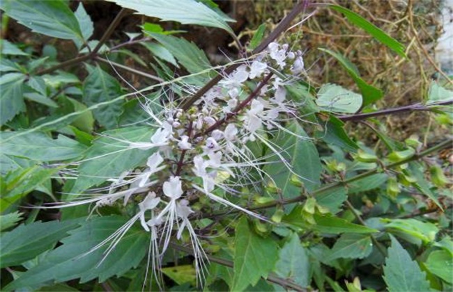 猫须草的种植注意事项