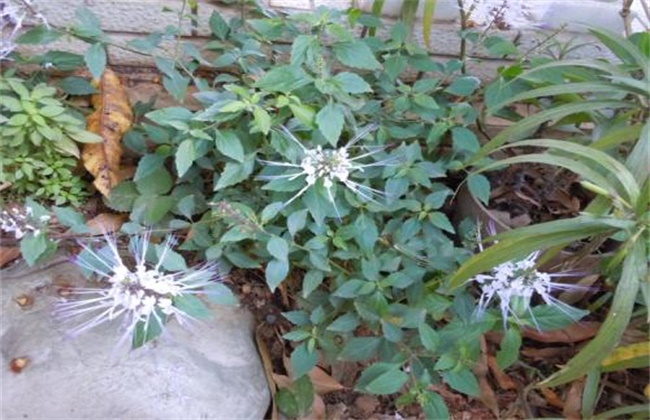 猫须草的种植技术