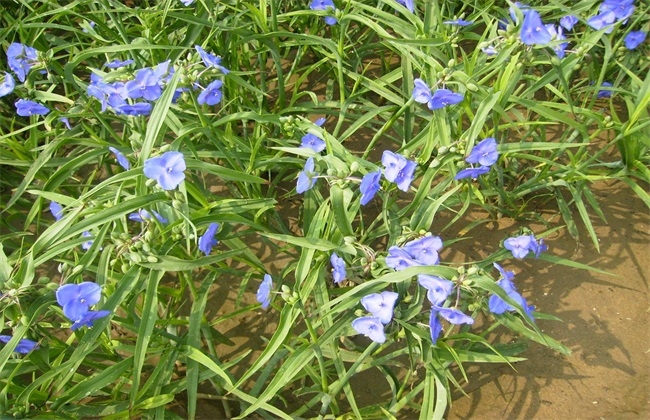 鸭跖草 怎么 种植