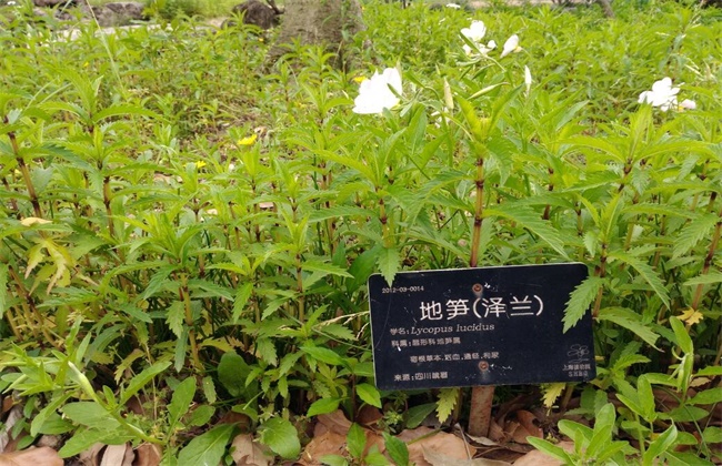 泽兰的种植技术