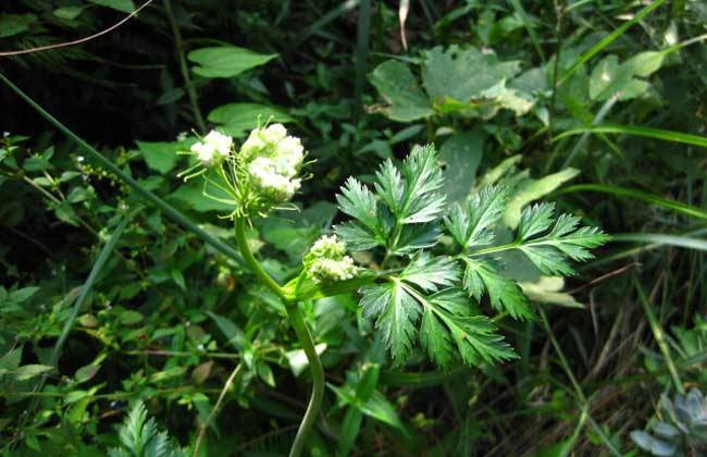 川芎 田间管理 要点