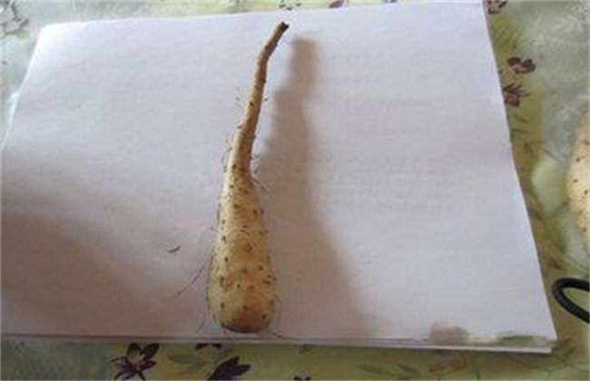 山药 繁殖 方法