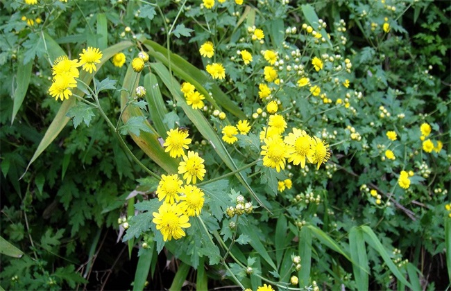 野菊花 种植 技术