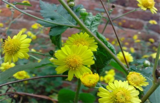 野菊花 种植 技术