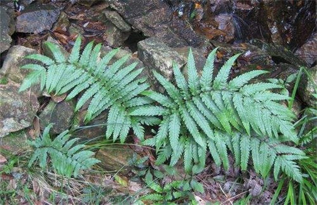 狗脊的种植技术