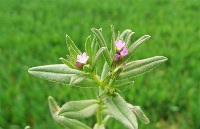 紫草 栽培 管理要点