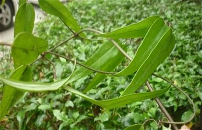 土茯苓的种植技术