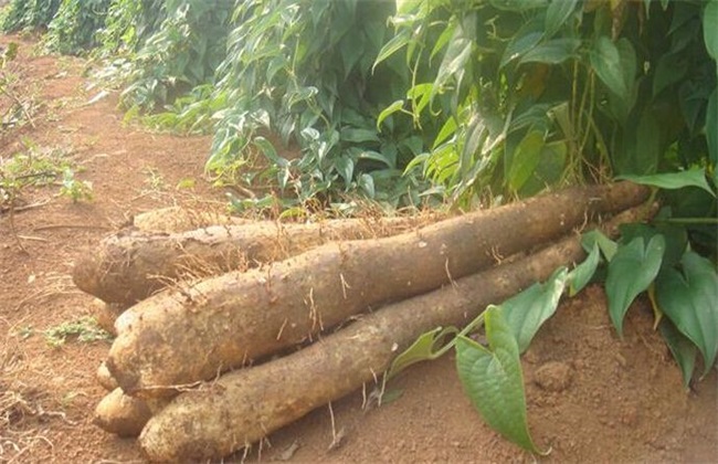 山药 种植 关键要点