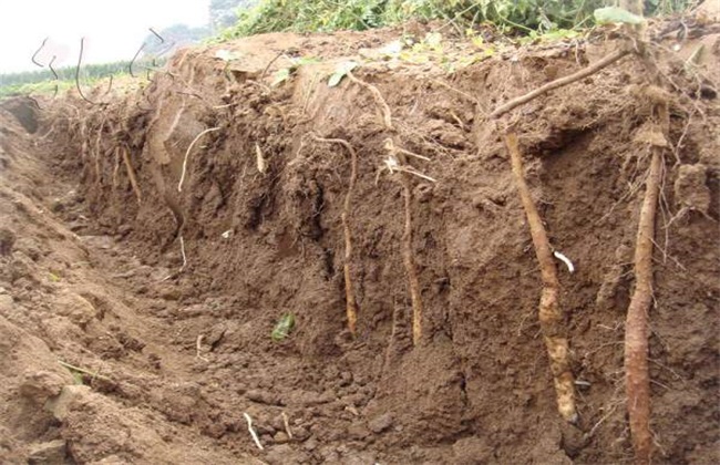 山药 种植 关键要点