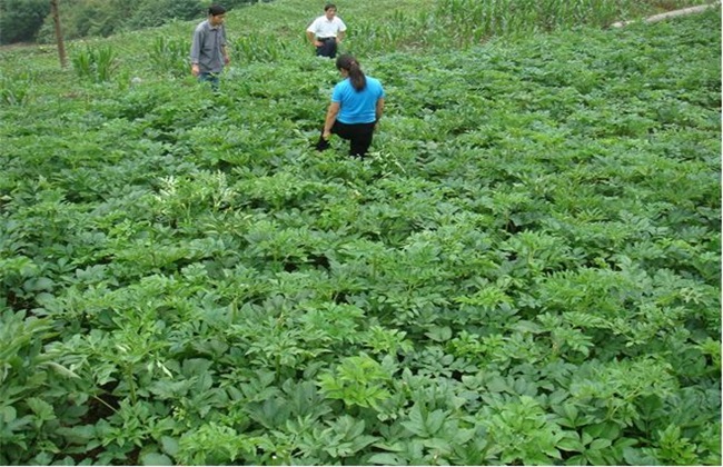 白芷 田间管理 要点