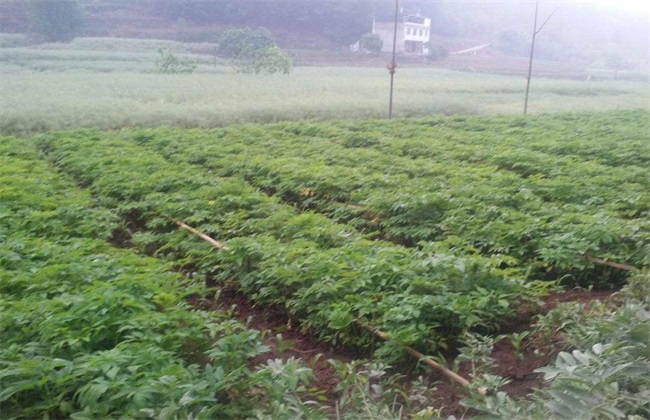 白芷 田间管理 要点