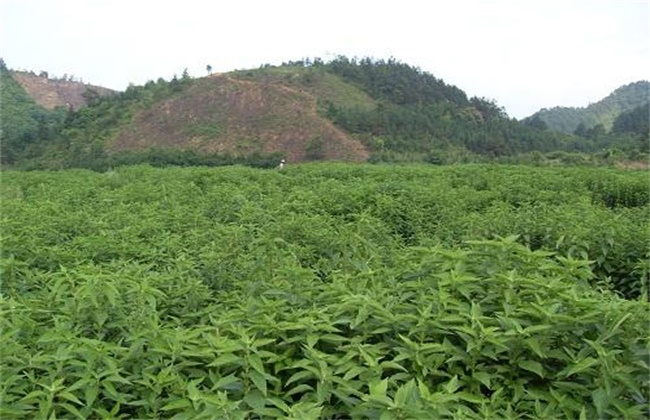 溪黄草的种植注意事项