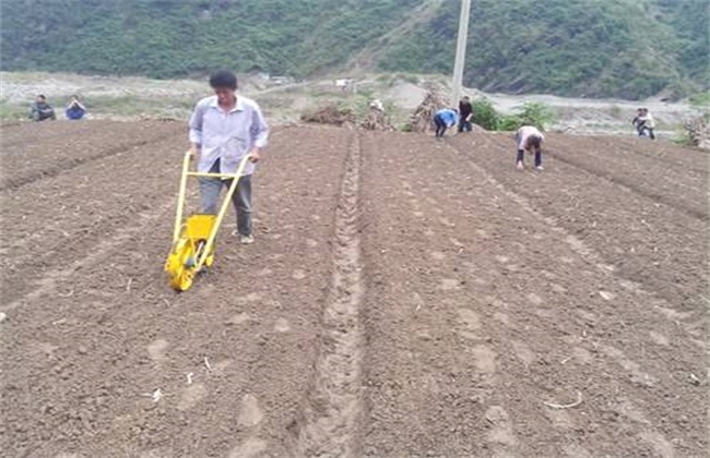 柴胡的种植方法