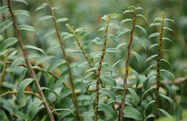 种植石斛需要考虑什么