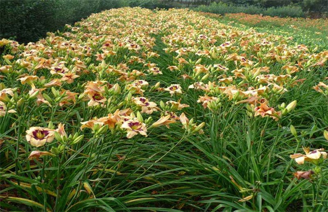 萱草 繁殖 方法