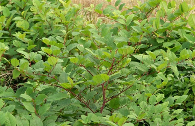 虎杖的种植技术