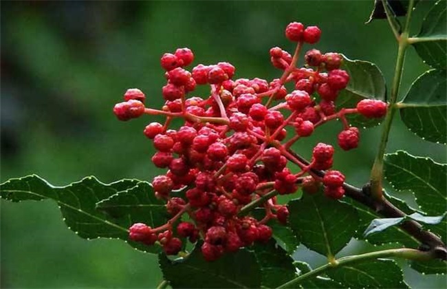 花椒树 繁殖 方法