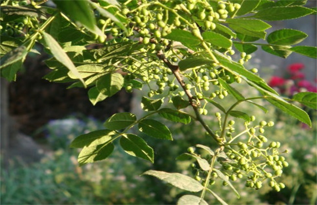 花椒 修剪 技术