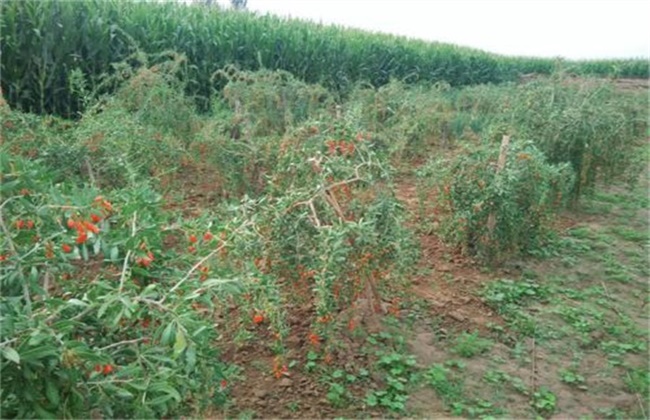 枸杞的种植方法